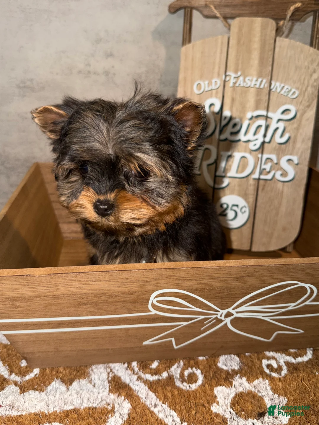 Yorkshire Terrier dogs for sale: Jack  - Ad 6