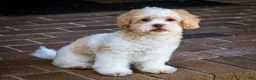 Shihpoo dogs for sale: Sullivan - Ad 19