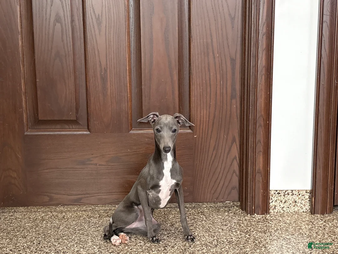 Italian Greyhound dogs for sale: Jenna - Ad 7