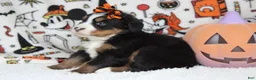 Bernese Mountain Dog dogs for sale: Lacy  - Ad 7