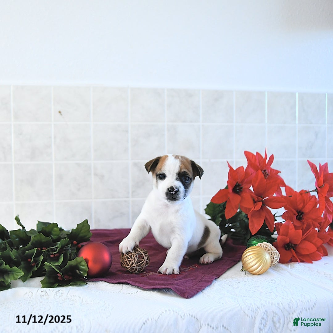 Jack Russell Terrier dogs for sale: Rocky - Ad 10