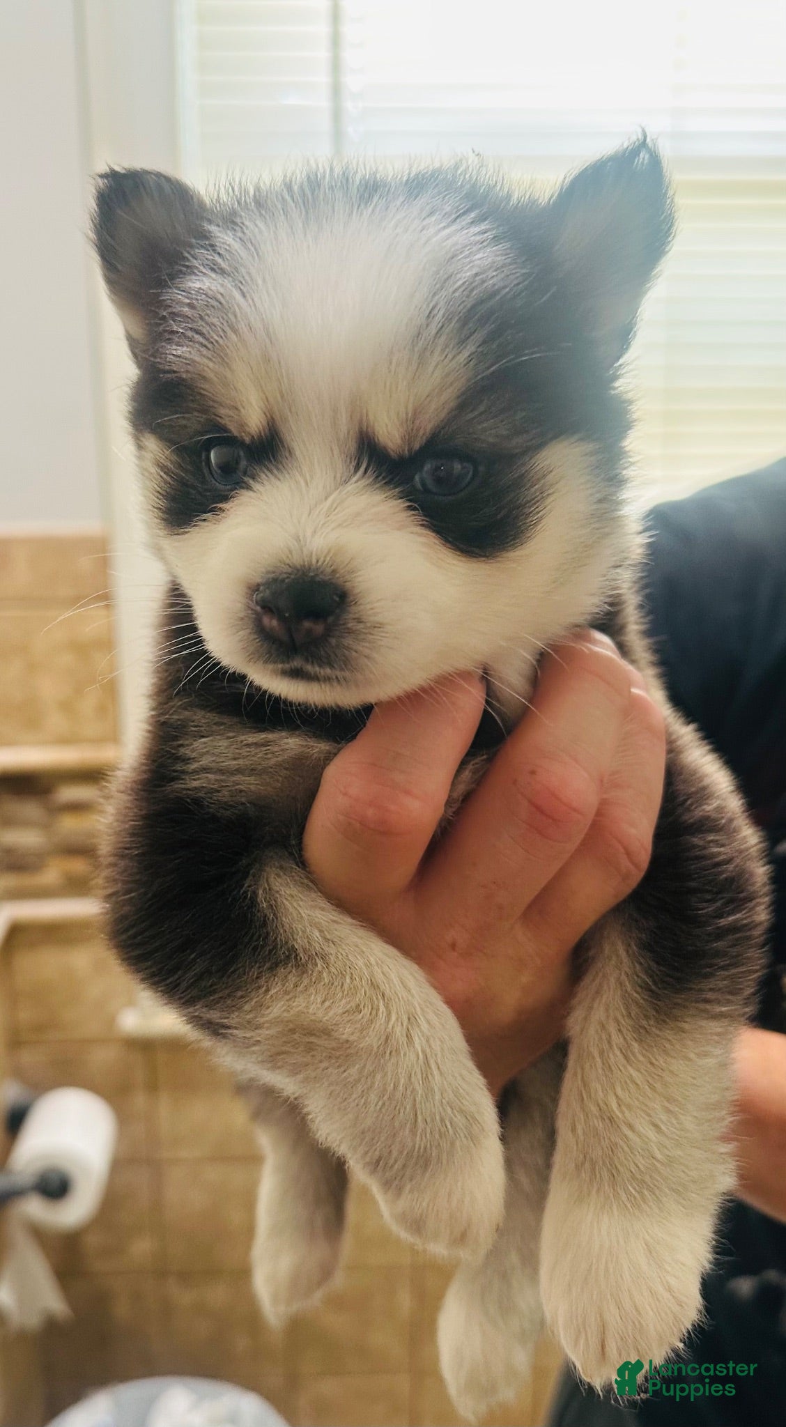 Pomsky dogs for sale: Pomsky 5 - Ad 1