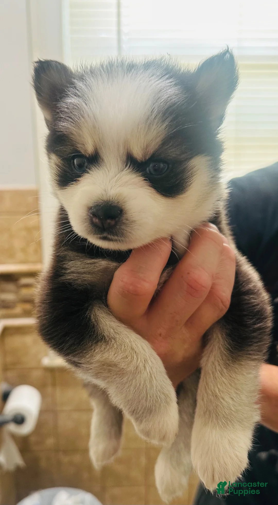 Pomsky dogs for sale: Pomsky 5 - Ad 1