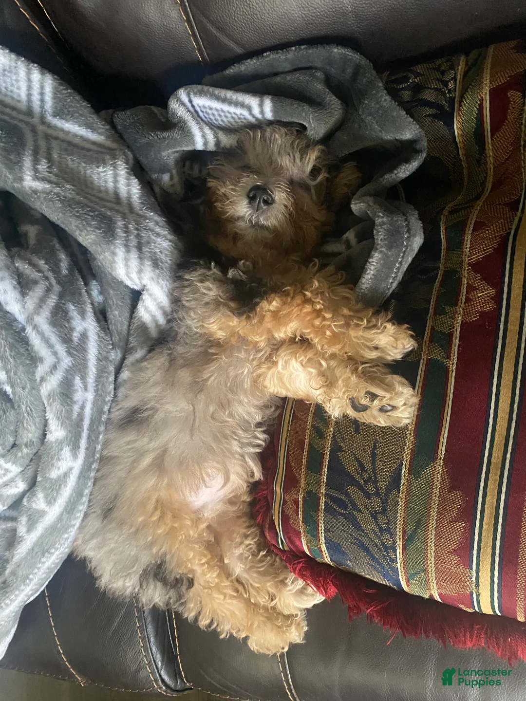 Miniature Poodle dogs for sale: Miniature Poodle 1 - Ad 4