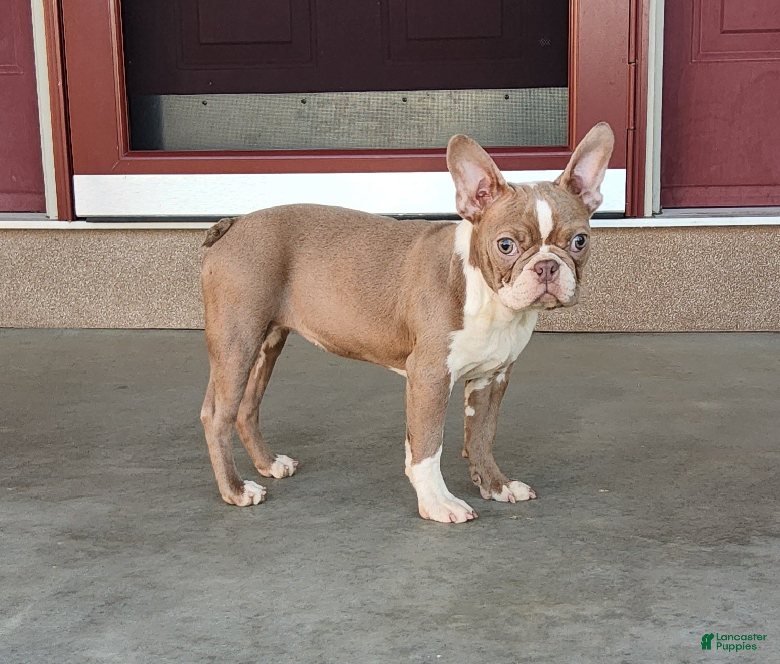 Boston Terrier dogs Akc Haven - Ad 1