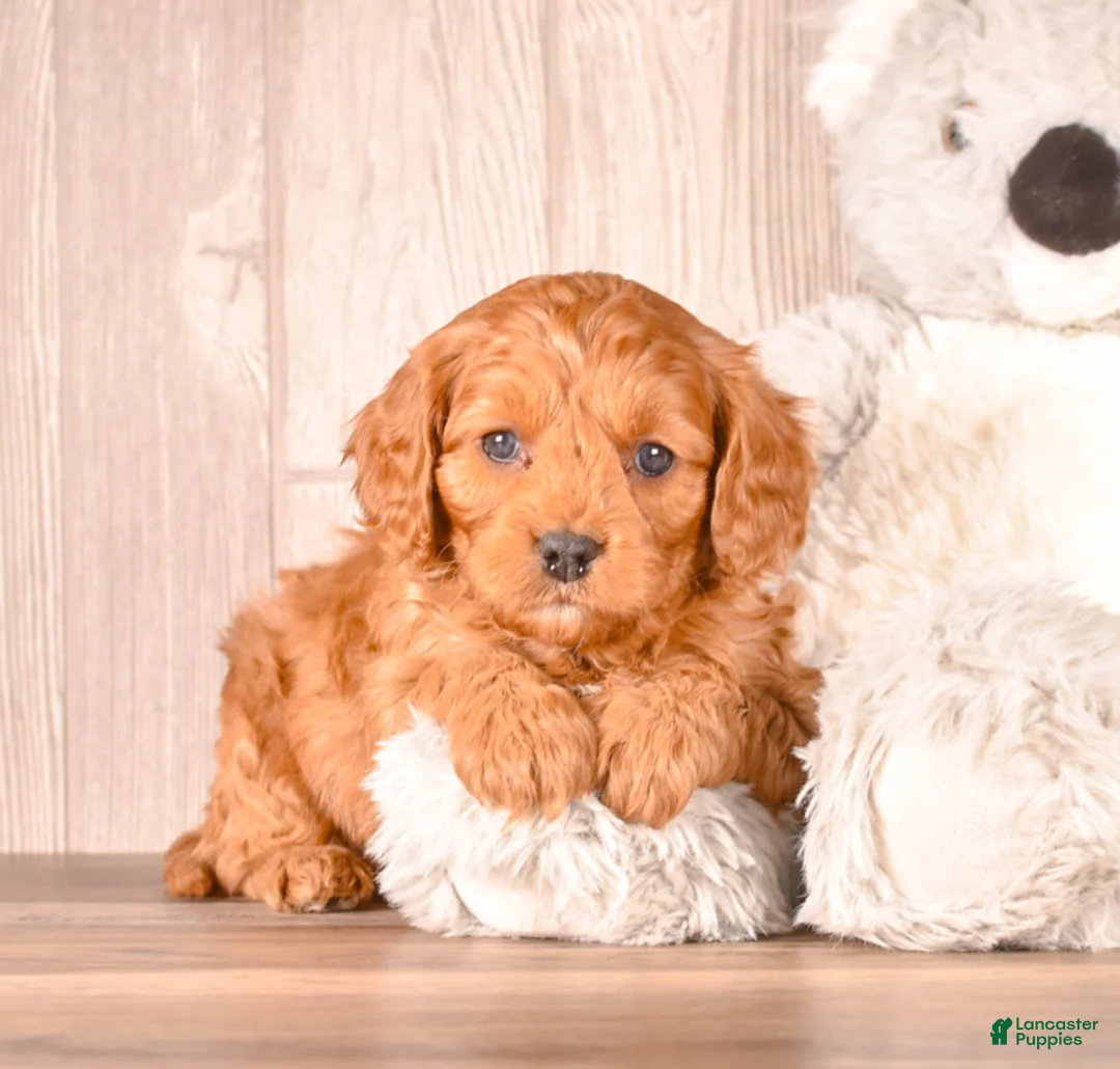 Cavapoo dogs for sale: FORD - Ad 3