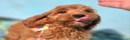Cockapoo dogs for sale: Cashmere - Ad 11