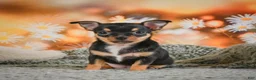 Chihuahua dogs for sale: Darla - Ad 11