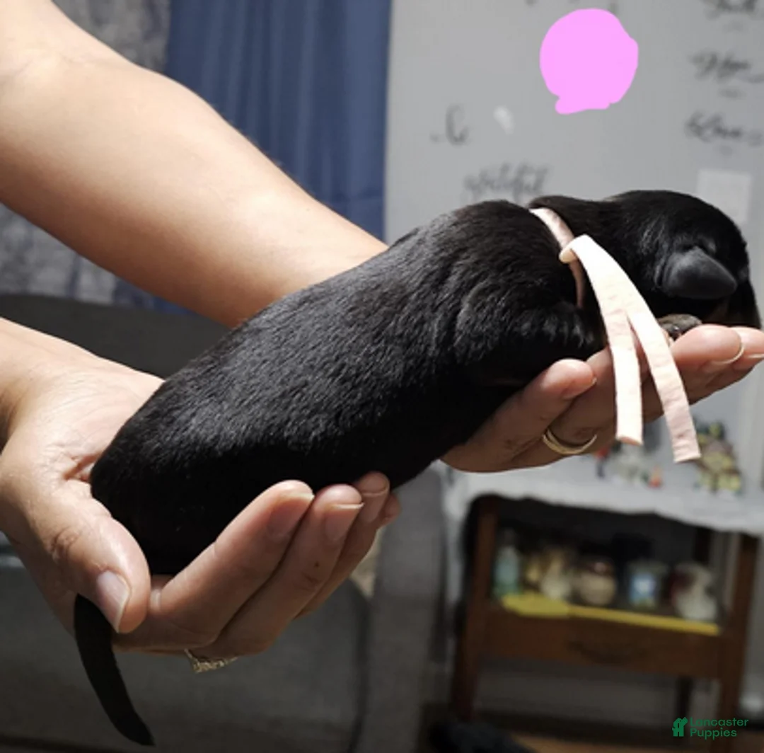 Rottweiler dogs for sale: Light Pink Girl - Ad 11