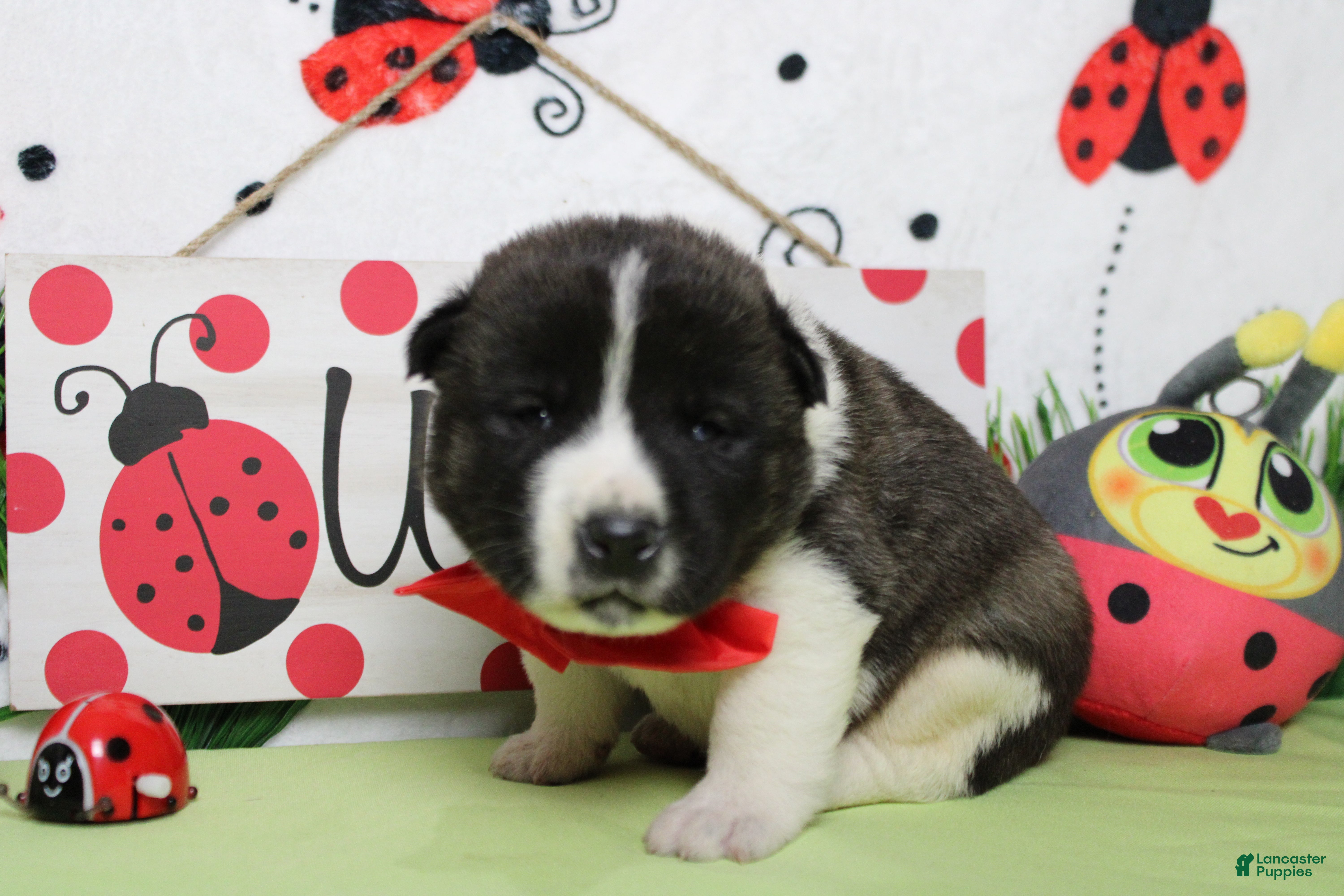 Akita dogs Jonathon  - Ad 1