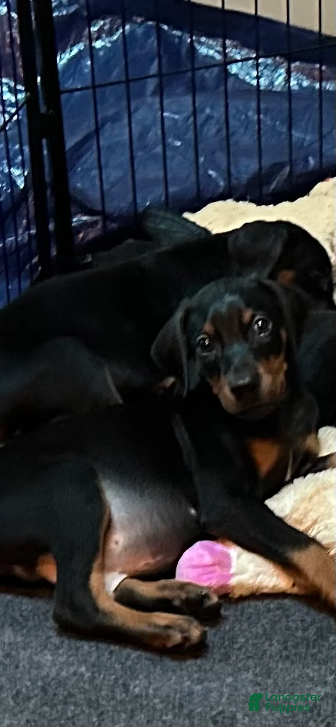 Doberman Pinscher dogs for sale: Doberman Pinscher 1 - Ad 1