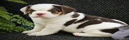 Beabull dogs for sale: Brittany - Ad 2