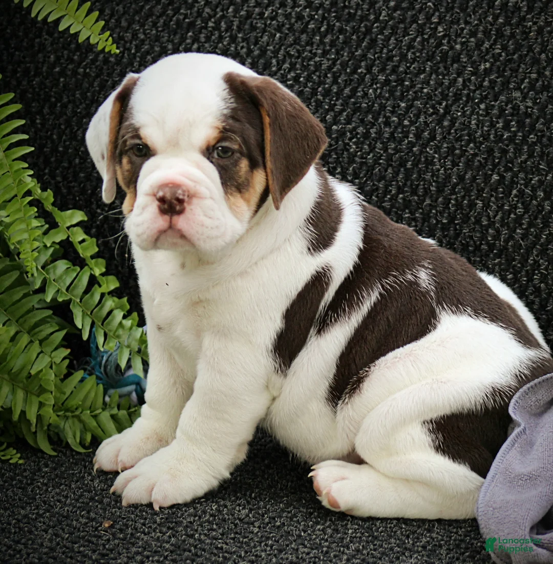 Beabull dogs for sale: Brittany - Ad 2