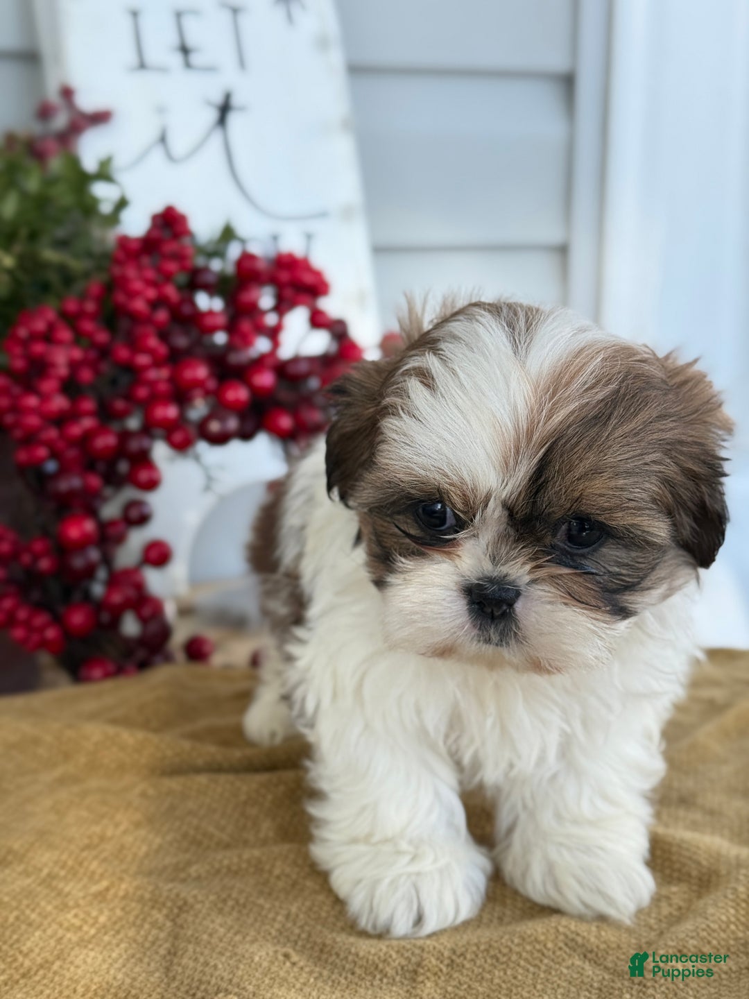 Shih Tzu dogs for sale: Poppy - Ad 7