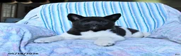 Akita dogs for sale: Kayla - Ad 4