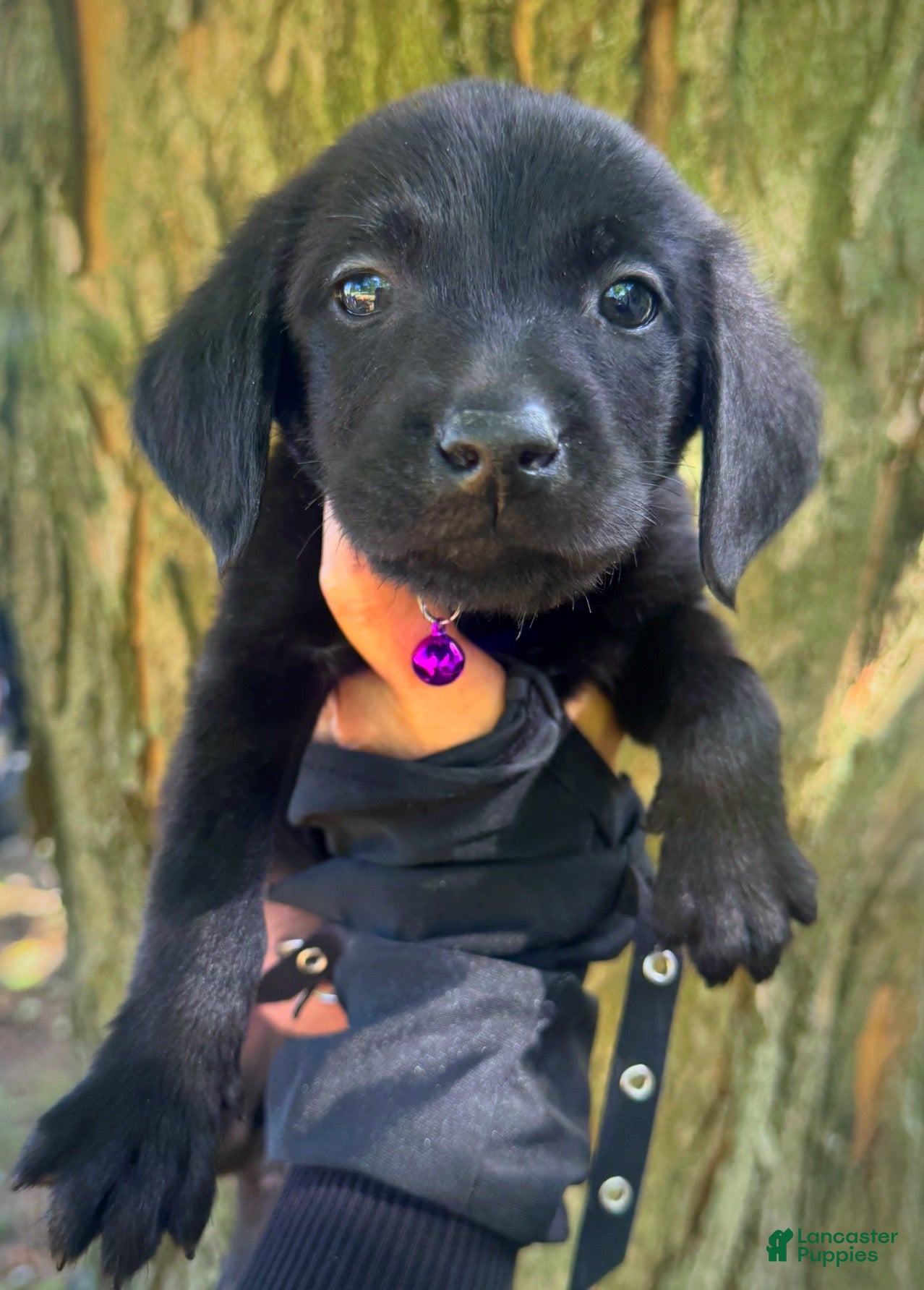 Labrador Retriever dogs Labrador Retriever 1 - Ad 2