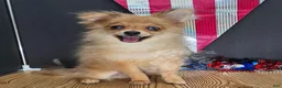 Pomeranian dogs for sale: Pepper's Long Shot - "Archer" - Ad 28