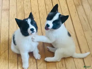 Akita dogs Akita Puppy 2 - Ad 40