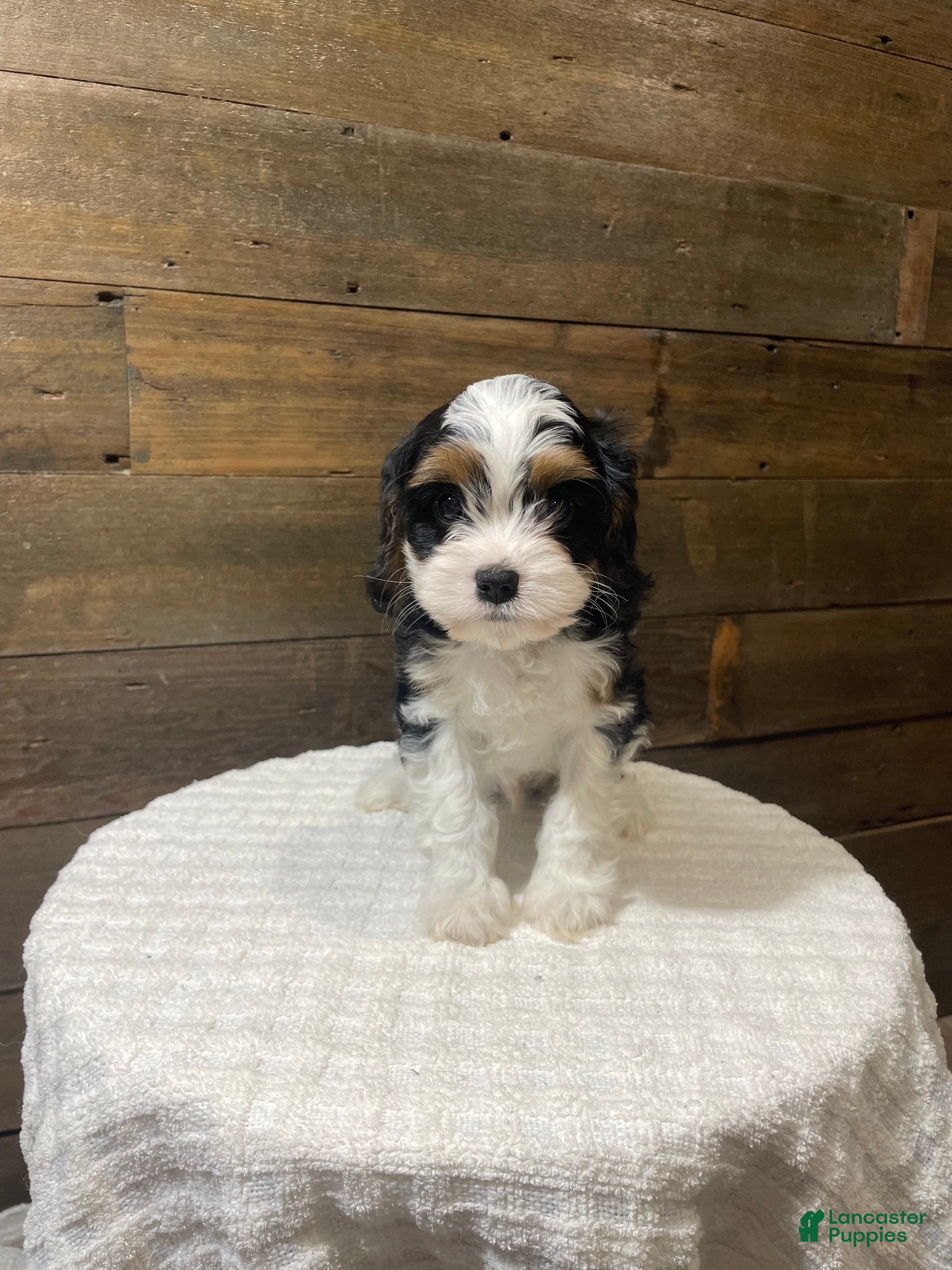 Cavapoo dogs Ziggy - Ad 36