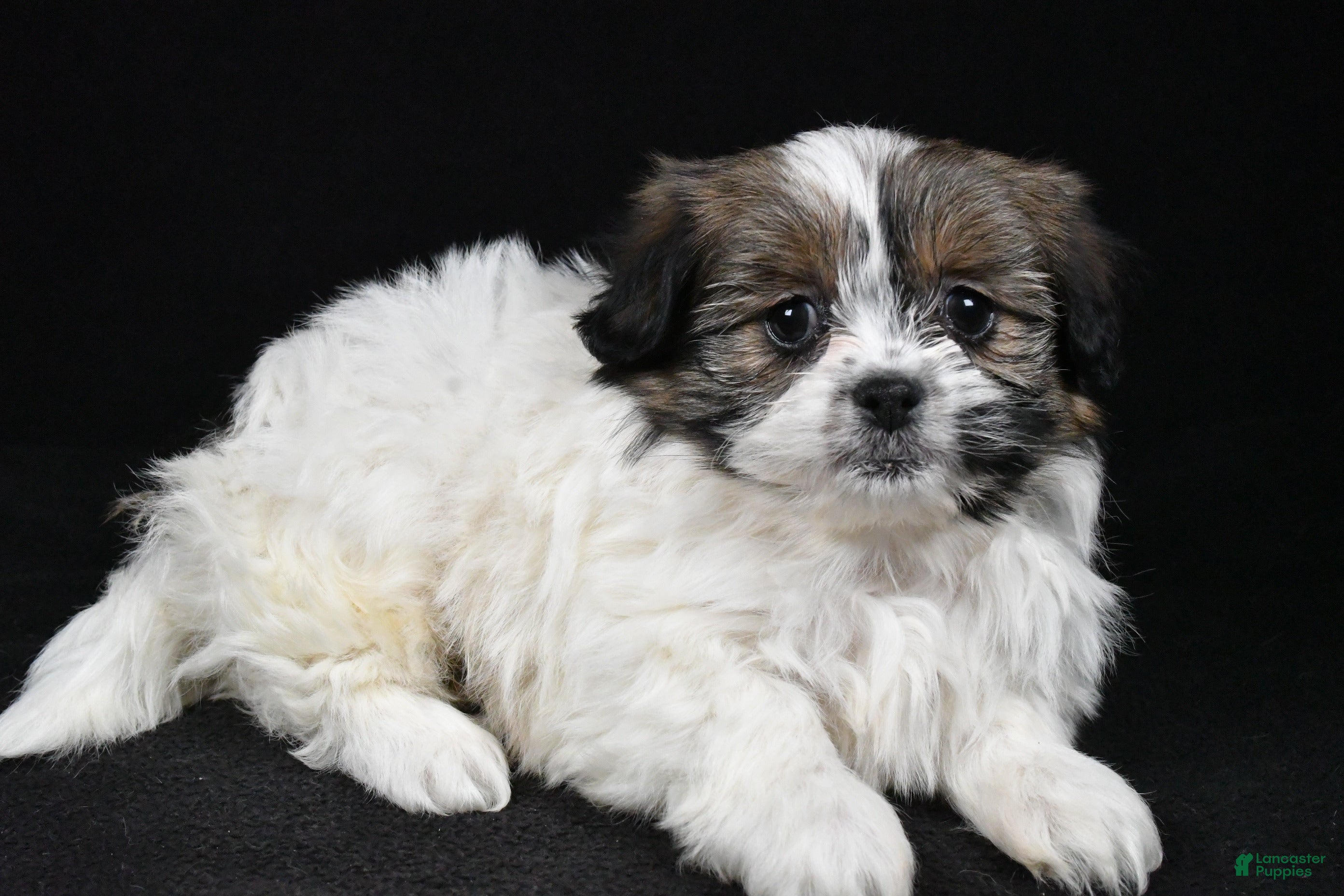 Mixed Breed dogs Angelo - Ad 18