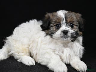 Mixed Breed dogs Angelo - Ad 36