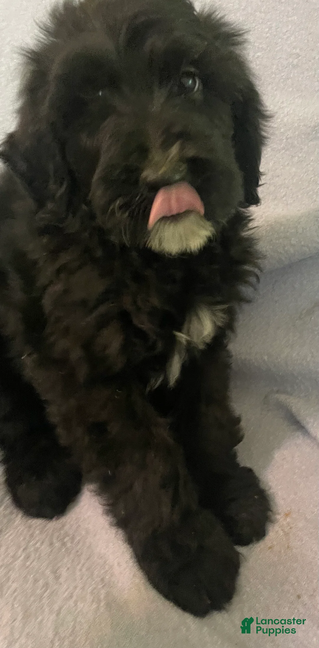 Bernedoodle dogs for sale: Pauly - Ad 1