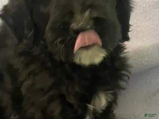 Bernedoodle dogs for sale: Pauly - Ad 3