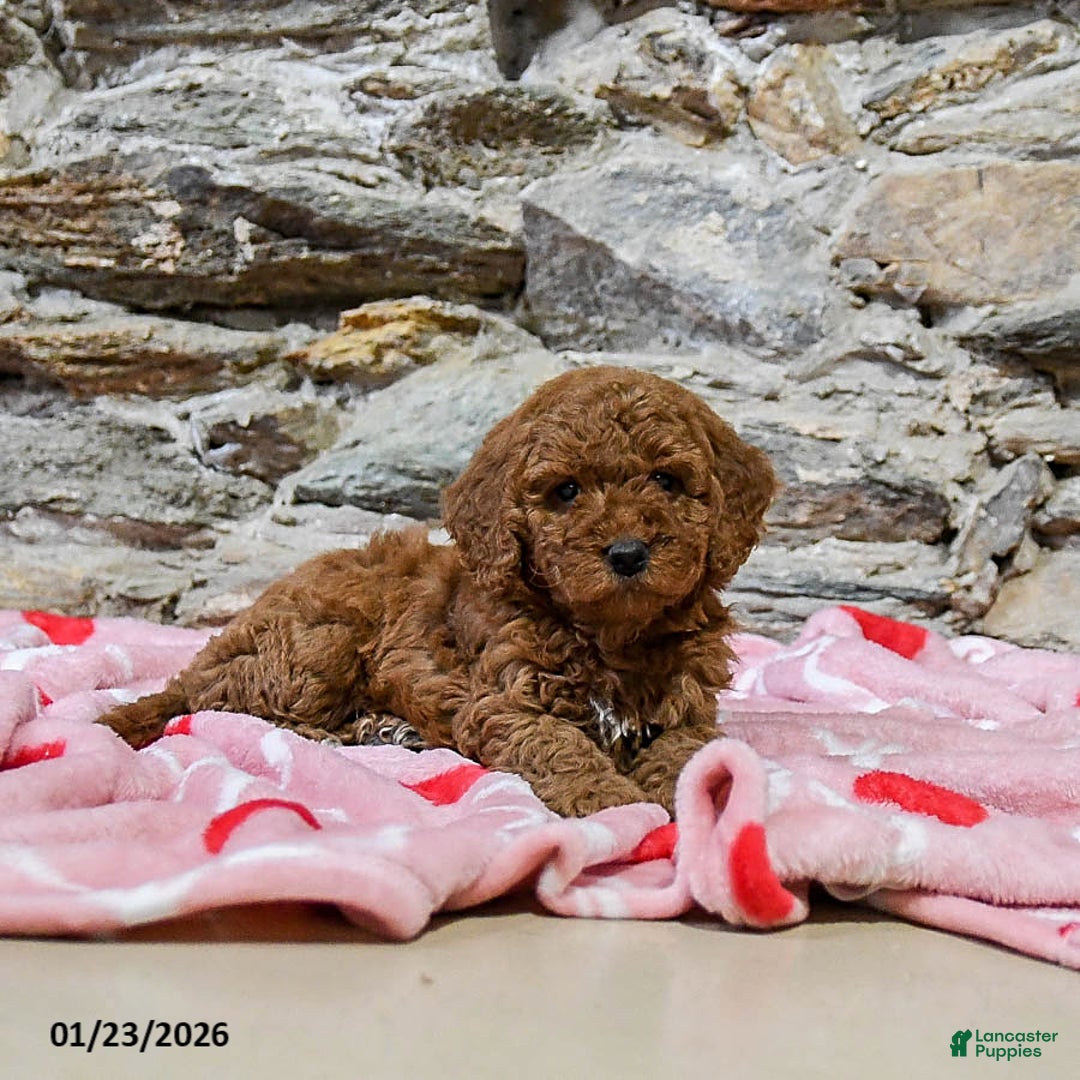 Mini Goldendoodle dogs for sale: Charles - Ad 3