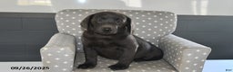 Labrador Retriever dogs for sale: Zoe - Ad 1