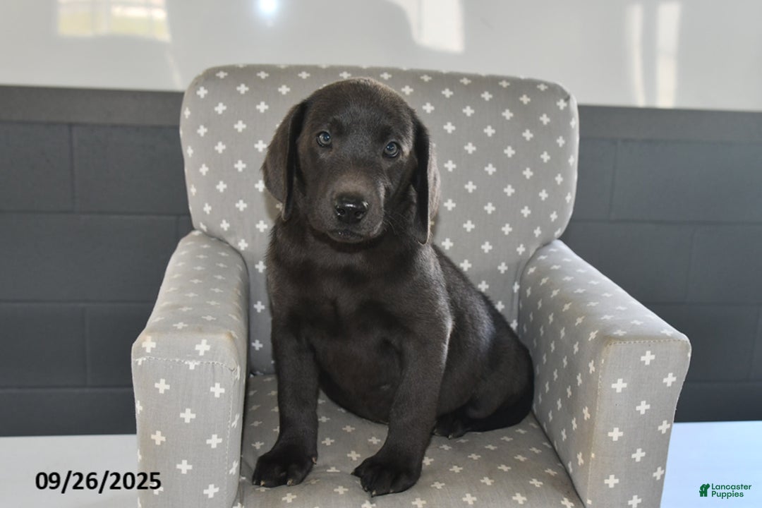 Labrador Retriever dogs for sale: Zoe - Ad 1