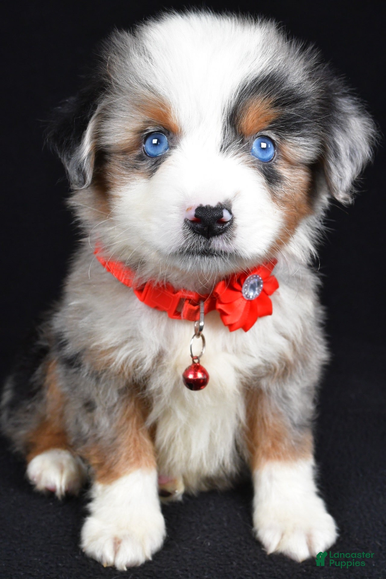Miniature Australian Shepherd dogs Kane - Ad 2