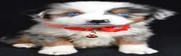 Miniature Australian Shepherd dogs for sale: Kane - Ad 2