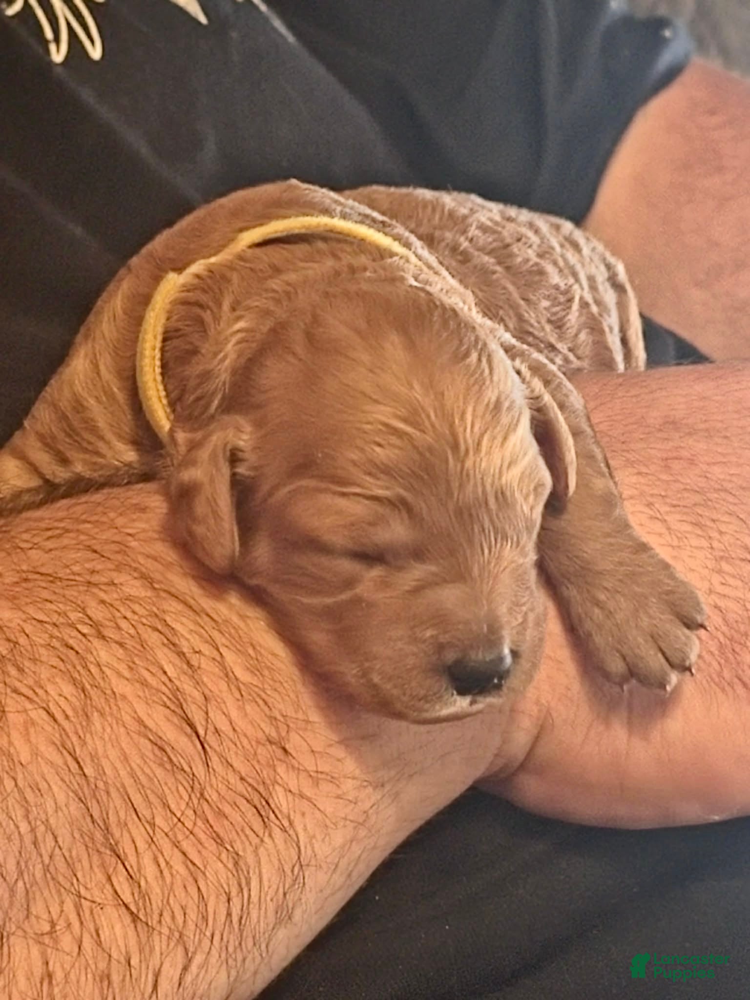 Mini Goldendoodle dogs bear (male) - Ad 2