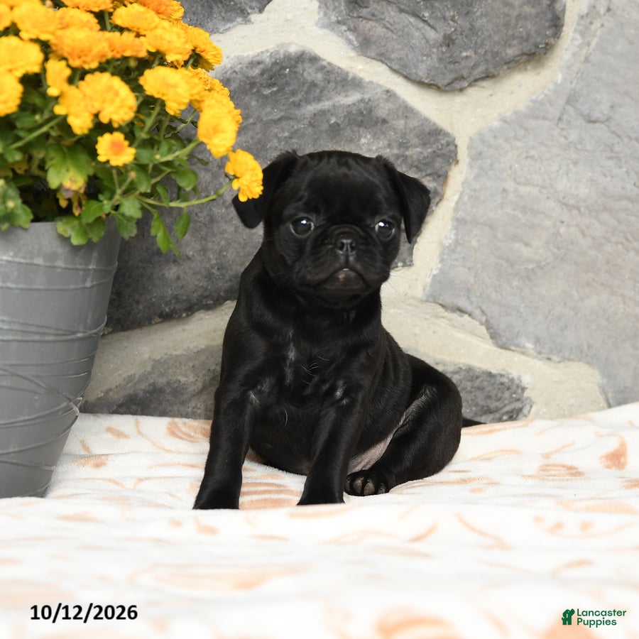 Pug dogs Muffin - Ad 2