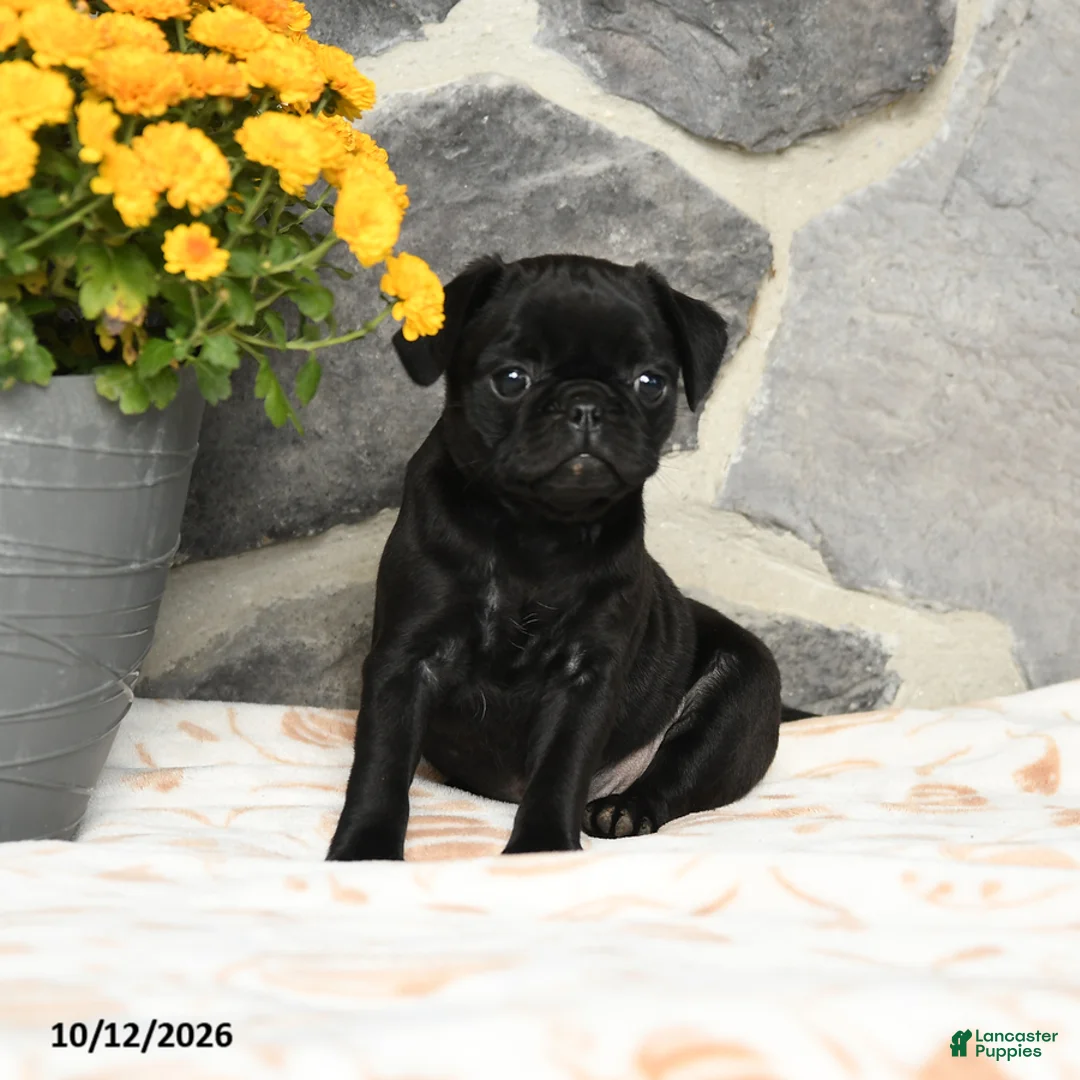 Pug dogs for sale: Muffin - Ad 2