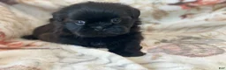 Shih Tzu dogs for sale: Midnight - Ad 3