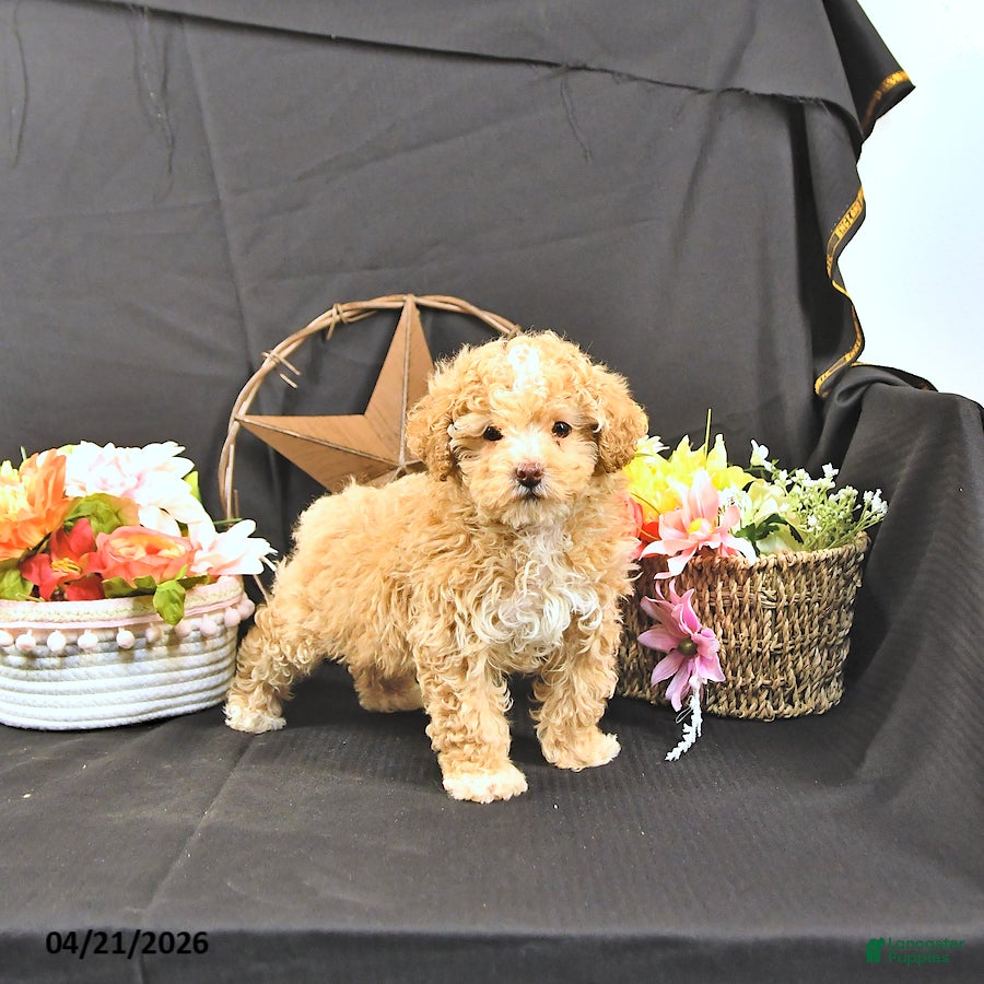 Miniature Poodle dogs Cally - Ad 1