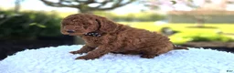 Toy Poodle dogs for sale: Joey - Ad 6