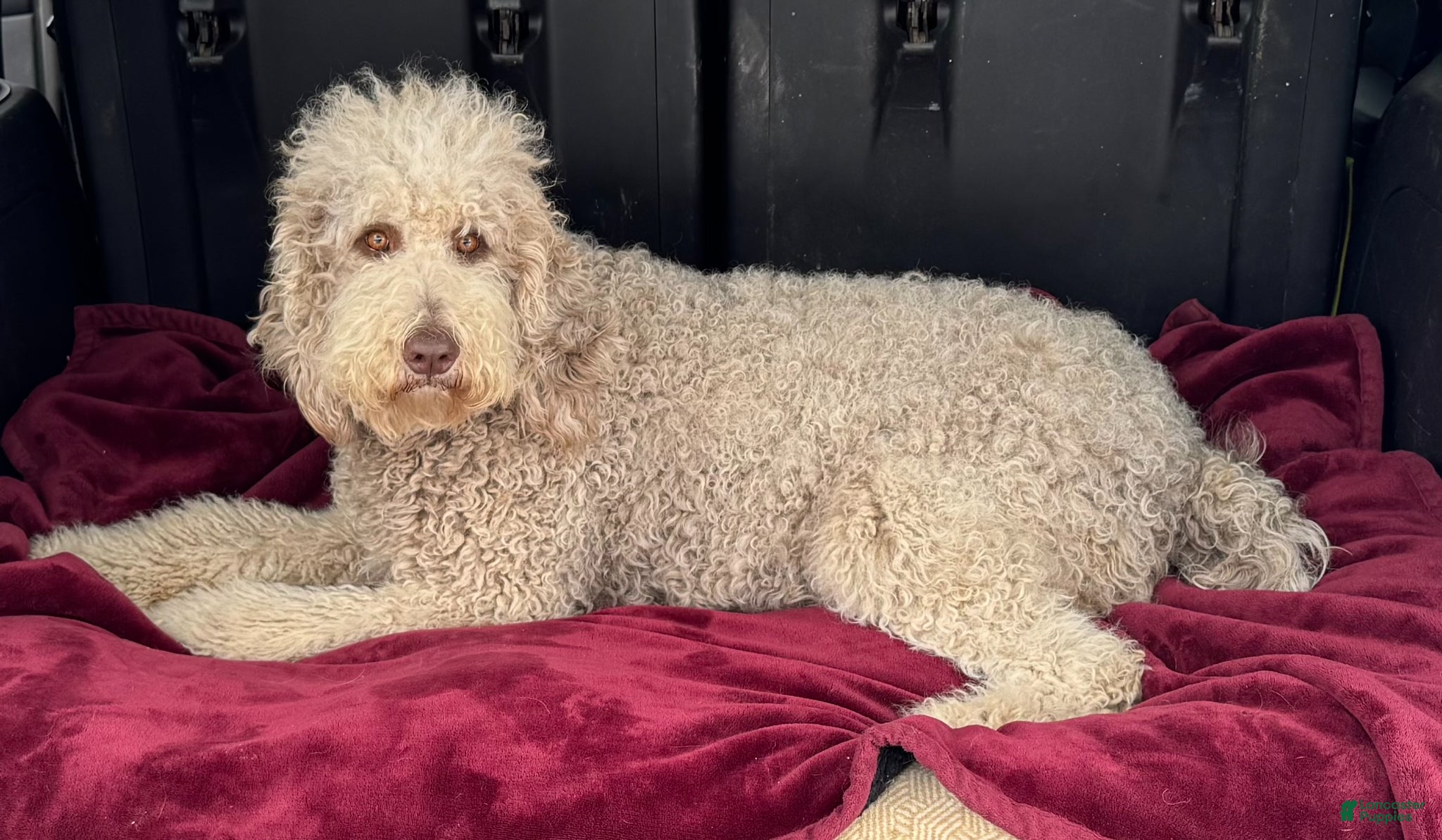 Mixed Breed dogs Ida - Ad 2