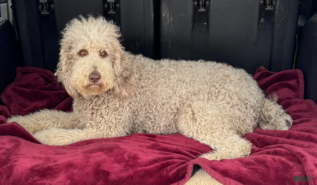 Mixed Breed dogs for sale: Ida - Ad 2