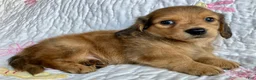 Miniature Dachshund dogs for sale: Coco Bean of St. Wiggles - Ad 3