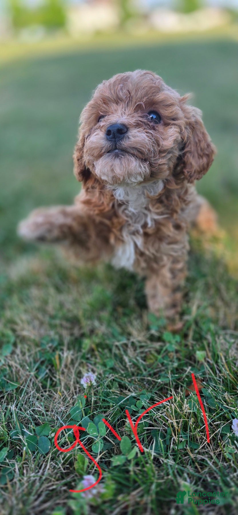 Maltipoo dogs Rosie  - Ad 2