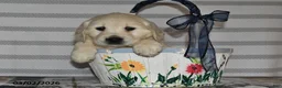 Golden Retriever dogs for sale: Duchess - Ad 1