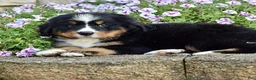 Bernese Mountain Dog dogs for sale: Ms. Beverly - Ad 3