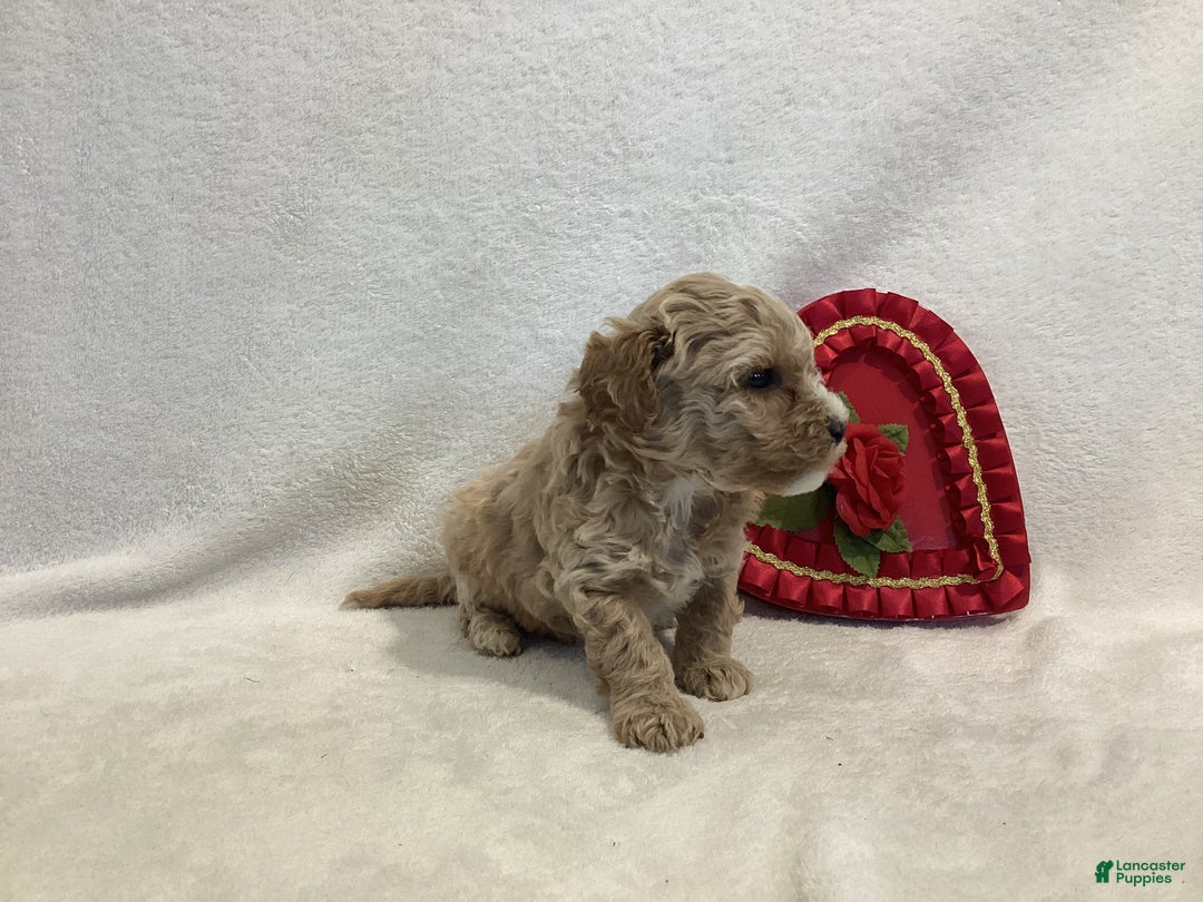 Maltipoo dogs for sale: Captain - Ad 6