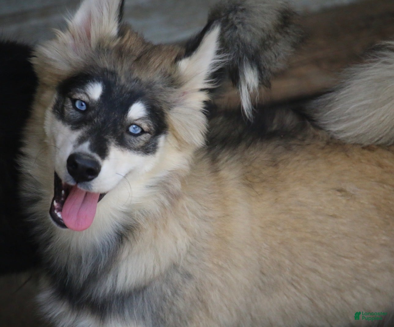 Pomsky dogs Daisy - Ad 2