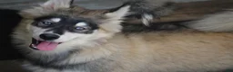 Pomsky dogs for sale: Daisy - Ad 2