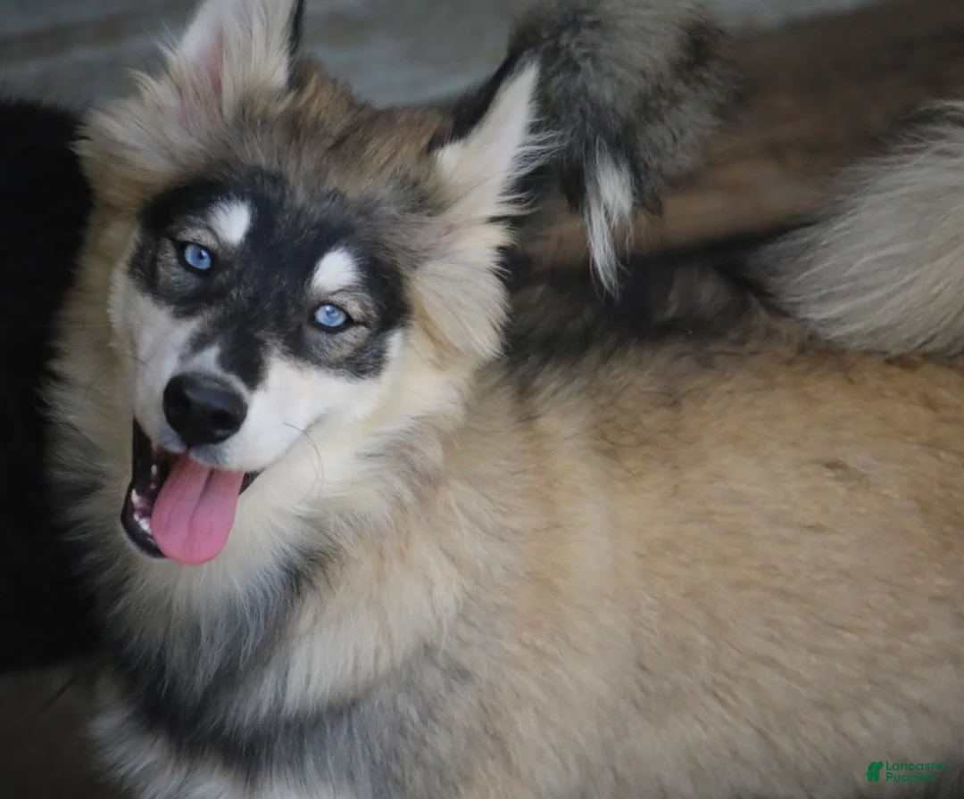 Pomsky dogs for sale: Daisy - Ad 2