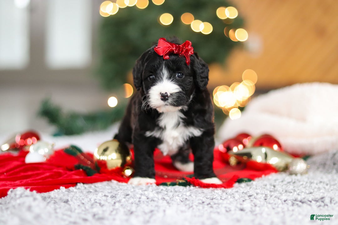 Mini Goldendoodle dogs for sale: Autumn  - Ad 6