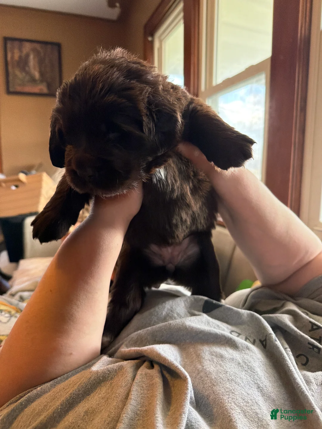 Newfoundland dogs for sale: Newfoundland Puppy 3 Gaia - Ad 2